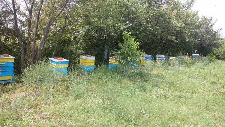 Пчелари от димитровградско претърпяха загуби от пръскането срещу нодуларен дерматит