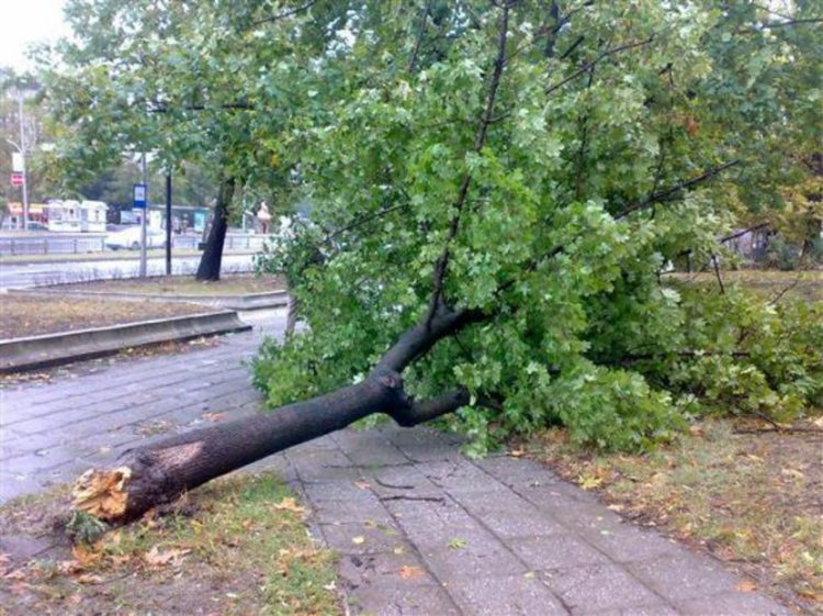 Паднали клони и запушени шахти след бурята в София