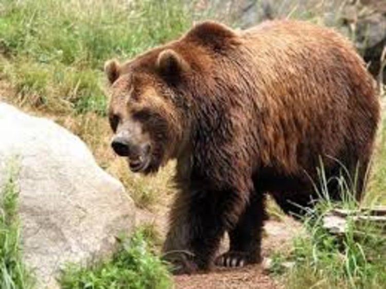 Мечка разкъса две овце в обор до село Бостина