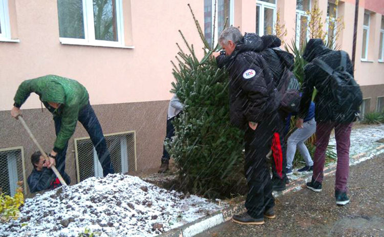 Засаждат 25 коледни елхички в хасковските училища 