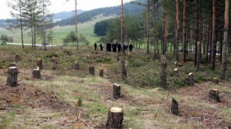 Полицията разследва незаконна сеч край Смилян