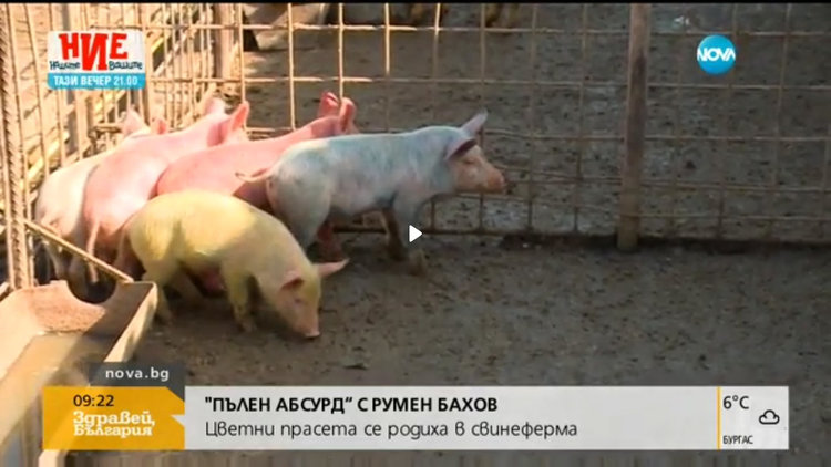 Цветни прасенца се родиха в българска свинеферма (видео)
