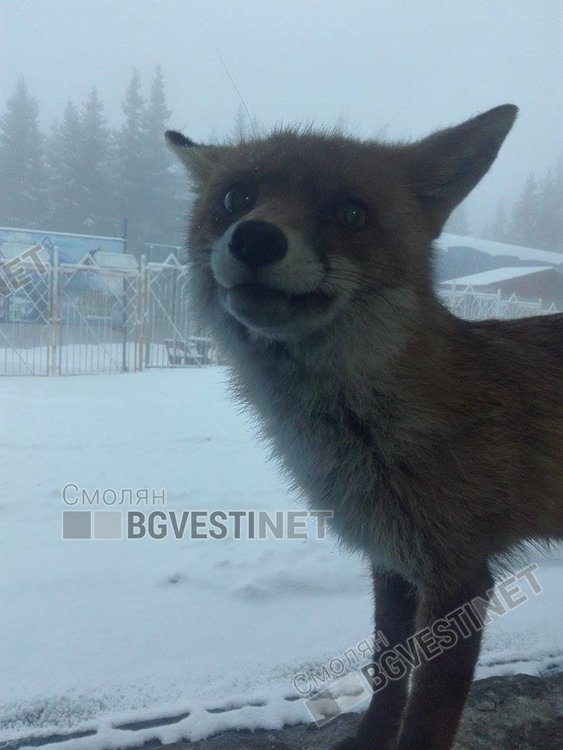 Снежанка търси приятелството на хората 