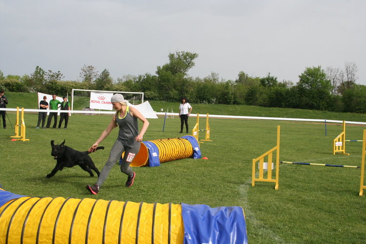 Започна The dog show Първомай 2017
