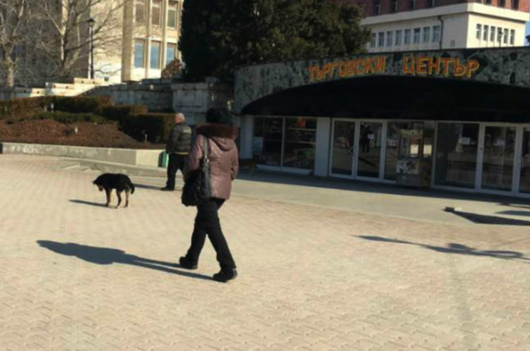 Агресивен уличен пес напада деца и майки с колички в кв. "Запад"