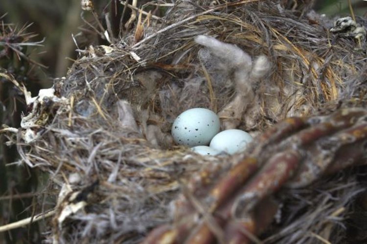 Птиците използват фасове за химическа война срещу кърлежите (видео)