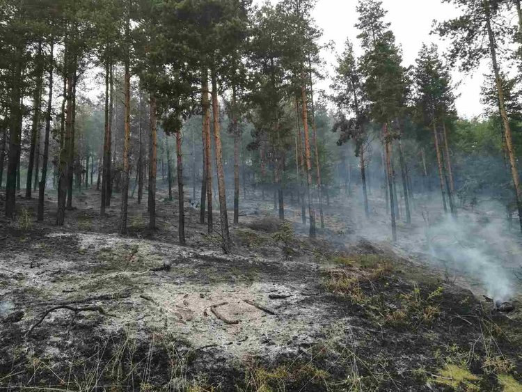 Горски пожар край Бойно,областният инспектира гасенето
