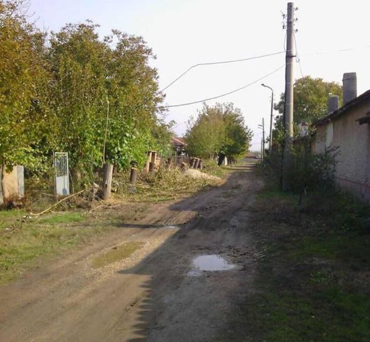Читател сигнализира за сеч на дървета в село Скобелево