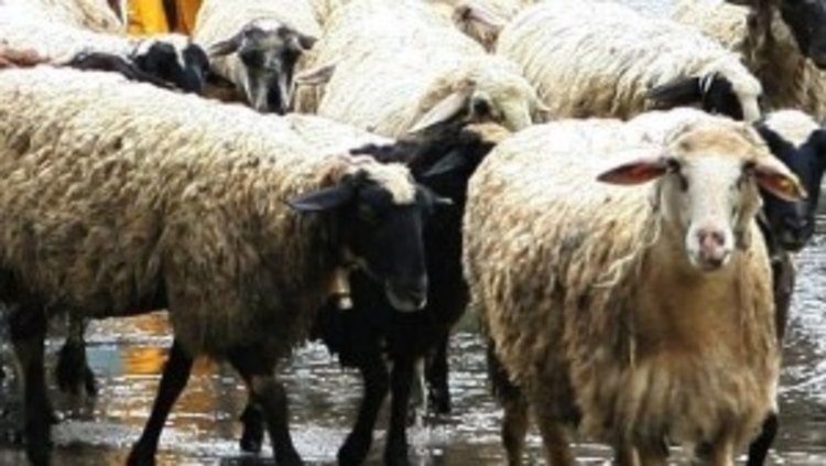 Овчар продал чужди овце, хващат купувача