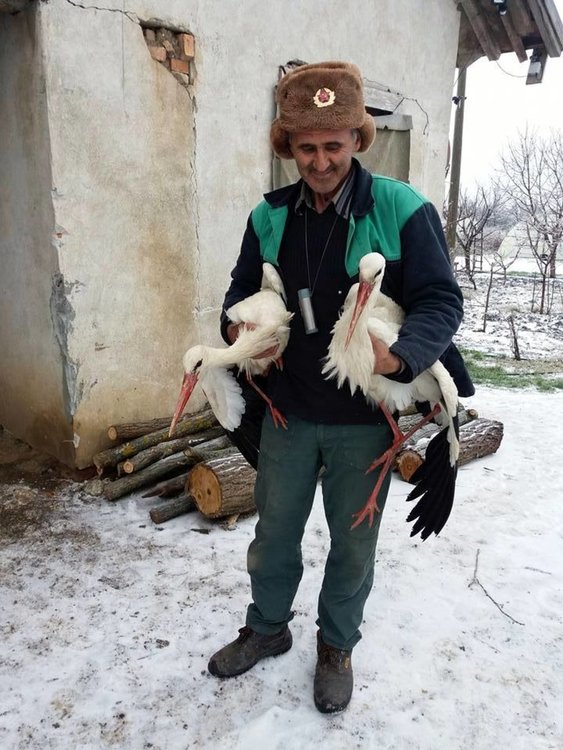 Сафет от Зарица спаси пет щъркела от сигурна смърт, приюти ги в дома си 