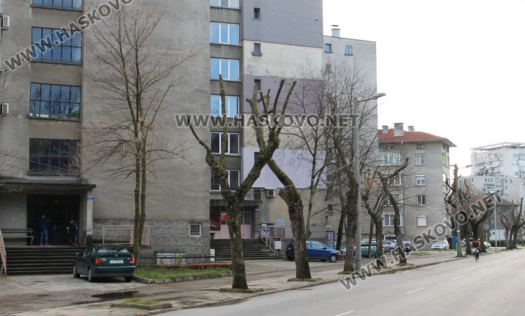 Защо се налага санитарно кастрене на дърветата в Димитровград?