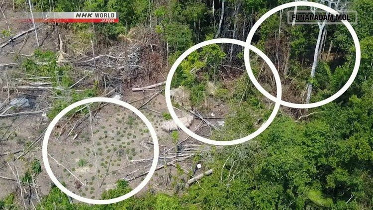 Изолирано от външния свят племе в амазонската джунгла заснето за първи път с дрон (видео)