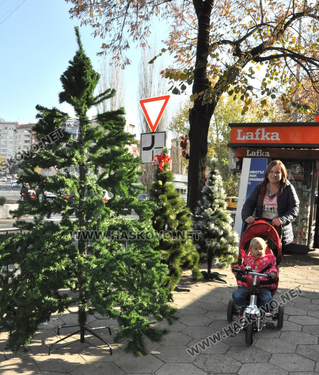 Първите елхи в Хасково от 2.50 до 250 лева