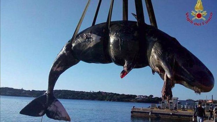 Труп на кит с 22 кг пластмаса в стомаха на брега в Сардиния