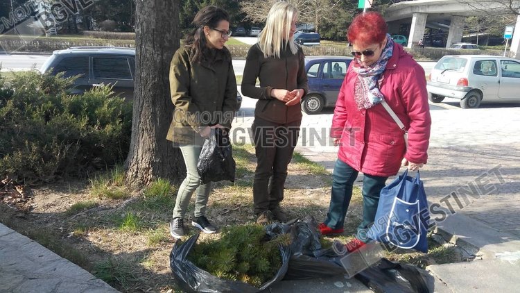 Аронията-хит на акцията в Смолян за безплатни фиданки от Горското предприятие