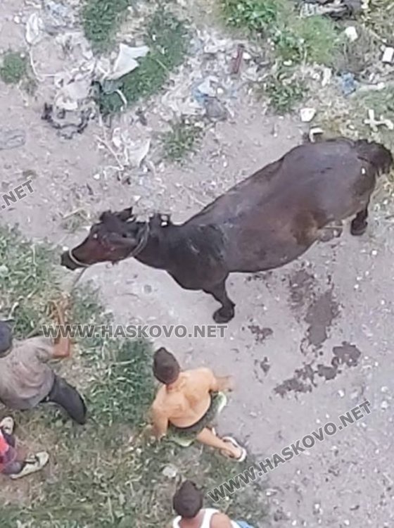 Кон падна в дупката на ул. "Акация"
