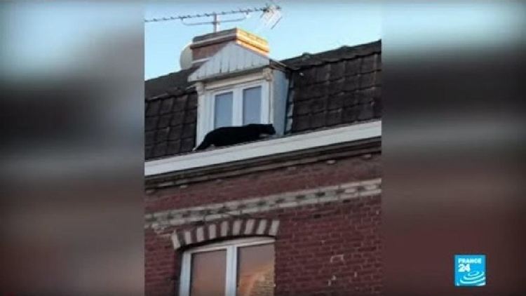 Черна пантера се разходи по покривите в малко френско градче (видео)