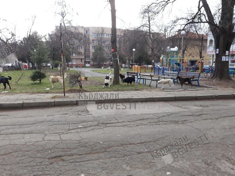 Нови трима заразени с кучешка тения в Кърджали