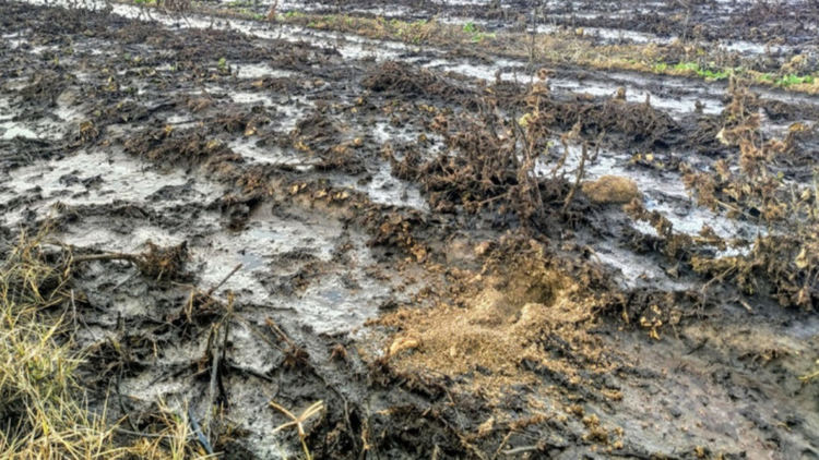 Бедствено положение в Пещера заради рязко покачване на подпочвените води