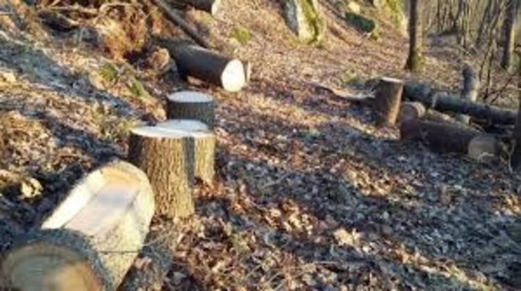 Установиха незаконна сеч край Девин и доспатското село Чавдар