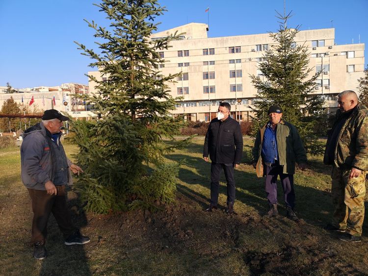 3 елхи ще светнат за Коледа пред общината