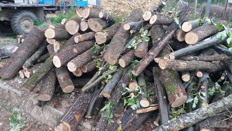 Спипаха бракониери с незаконни дърва