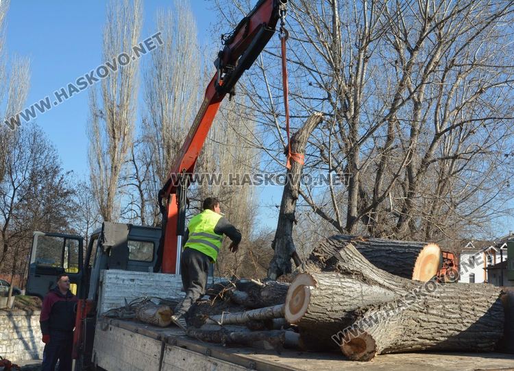 Започна резитбата на тополите, затвориха част от булеварда край реката