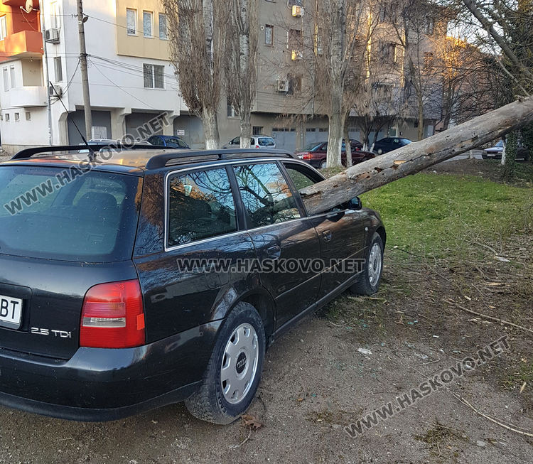 Дърво падна върху кола в Хасково, разчистват паднала топола до стадион „Младост“