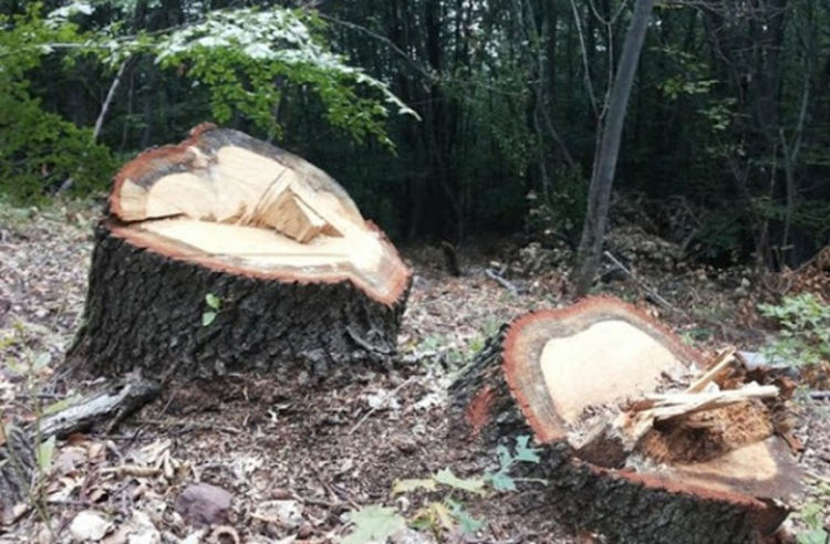 Откриха незаконна сеч на 40 дървета, образувано е досъдебно производство