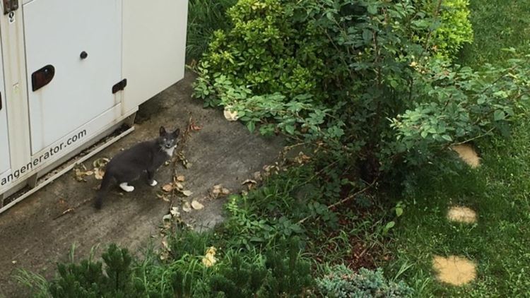 Котка търси собственика си