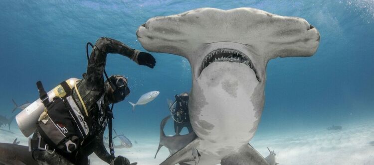 Фестивал на акулите по National Geographic Wild 