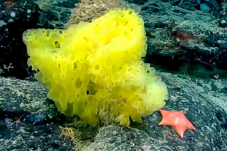 Заснеха истински Спондж Боб и Патрик на морското дъно