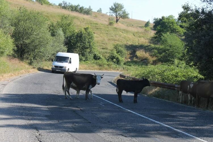 3 катастрофи в областта, крава и кон станаха курбан