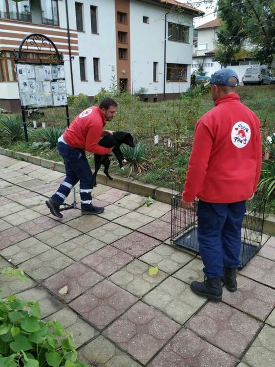 В Златоград масово кастрират  бездомни животни, безплатно и за любимците на социално слаби 