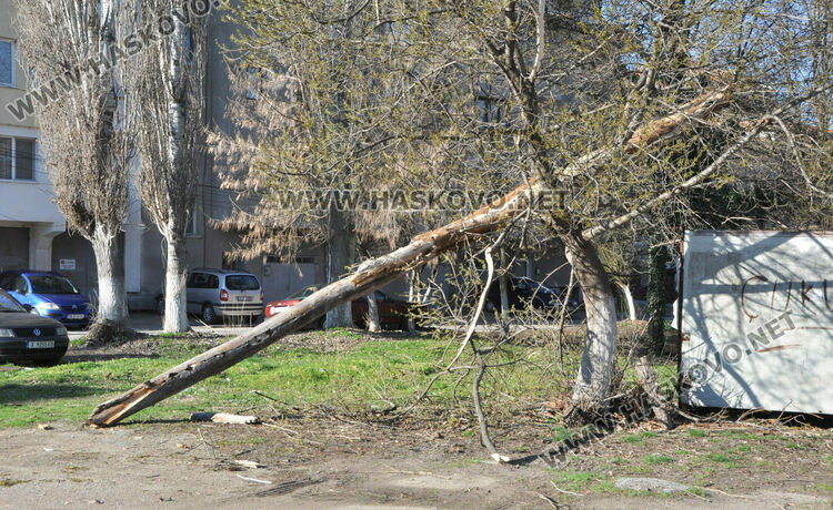 Силният вятър събори дървета в Хасковско, спря токът в Маджарово