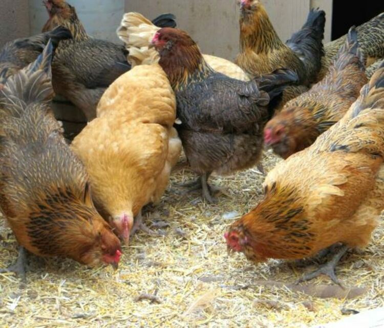 Огнище на птичи грип в Хасково, умъртвяват 25 000 кокошки
