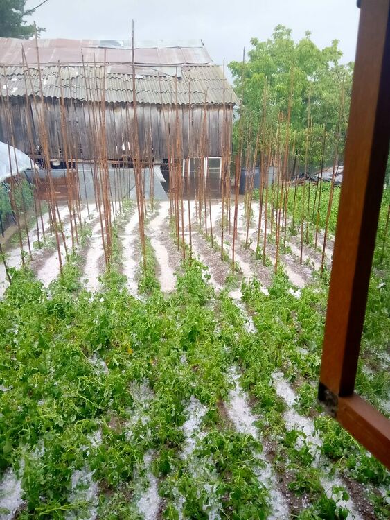 Градушка с големината на орех помля селскостопанската продукция в Давидково