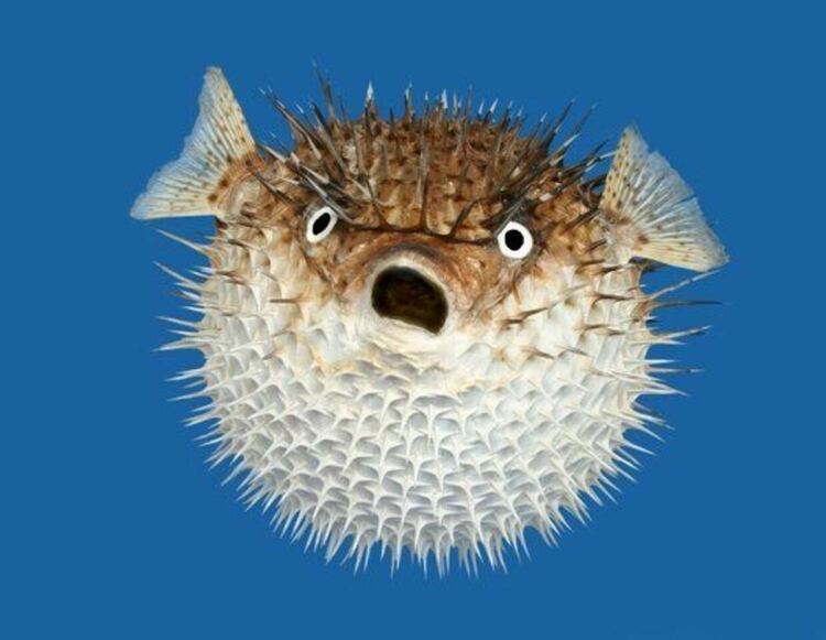 В Черно море се появи и опасна силно отровна риба
