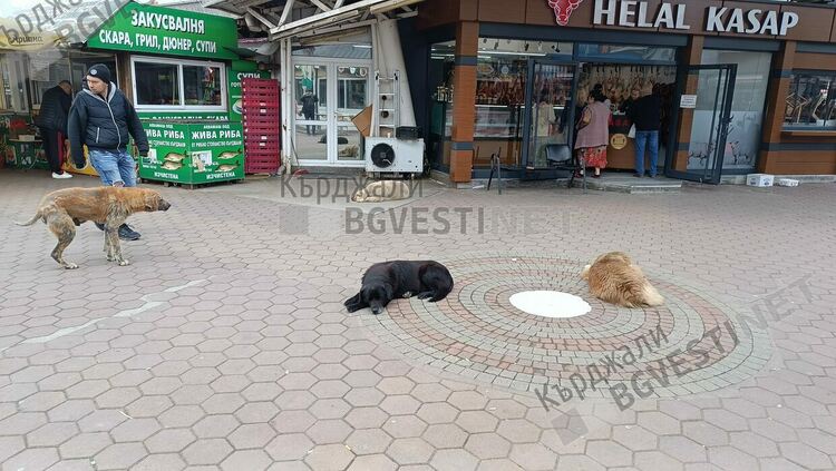 Бездомни кучета се превръщат в напаст за Пазара на производителите в Кърджали, забраняват храненето им