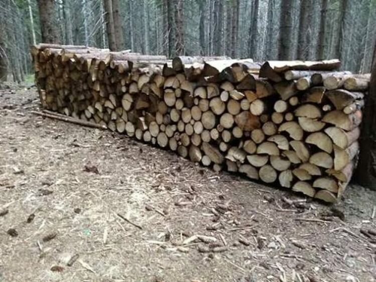 Незаконна сеч установиха при проверка в района на Триград
